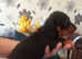 Miniature dachshunds puppies for sale Poole