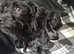 Patterdale pups