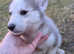 Siberian Husky Puppies