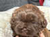 Shih tzu puppies