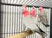 Stunning young galla parrot for sale