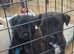 Schnoodle puppies READY IN 1 WEEK