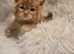 Stunning Maincoon baby's available now
