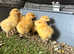 Buff Orpington chicks as hatched