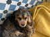 American cocker spaniel