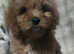 F1 health tested cavapoo pups