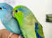Beautiful baby Parrotlet talking parrot