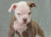 EXCEPTIONAL RATED - 5 STAR LICENSED REGISTERED BREEDER, Old tyme bulldog, Olde English bulldog, bulldog,
