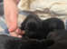 7 lab retriever GIRLS