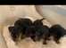 Dachshund x Yorkshire terrier