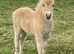 Pedigree miniature Shetland filly