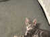Mixed bengal kitten 17 weeks old