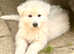 Stunning pure white KC long haired GSD  polar bear puppies