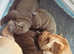 KC Reg Shar Pei puppies - ready to leave on 3rd