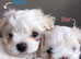 Gorgeous Tiny Maltese Puppies