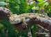 Rankins Dragons att Birmingham Reptiles