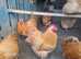 Buff Orpington.......large Fowl....6..hatching eggs