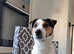Jack russell cross fox terriers