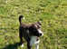 Collie pups brown/white