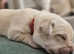 Goldador puppies looking for forever homes