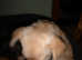7 month old needs new home