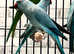 Stunning baby blue Indian ringnick parrot