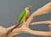 Baby Green Cheek Conure,18