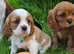 KC Cavalier King Charles Puppies