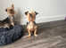 Yorkshire terrier puppies