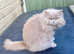 HEALTH TESTED BRITISH LONGHAIR MAINE COON KITTENS BLUE AND LILAC TABBIES