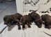 Hungarian vizsla x german pointer pups