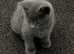 BEAUTIFUL GENTLE NATURED RUSSIAN BLUE KITTENS