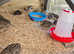 Beautiful Japanese Coturnix Quail hens for Sale