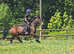 13.3hh 5yrs super star pony Duke welsh cob