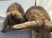 Adorable 8-Week-Old Holland Lop Bunnies - Ready for a Loving Home!