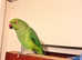 Stunning looking Indian ringnick parrot