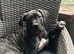 Bullmastiff for Sale
