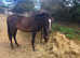 Beautiful show pony yearling filly