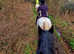 Sharer wanted for 16.1hh warmblood gelding