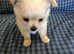 Chihuahua for sale very cute