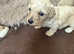 Cavachon puppies for sale