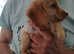 4 beautiful cockapoo pups ready to go to their forever homes