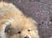 KC registered sable and white puppy