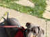Miniature dachshund blue and tan Boy 2 1/2 years old