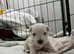 Westiepoos for sale