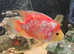 Cuaku Parrot Breeding Female