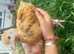 2 female chicks Buff Sussex and bantam wayondotte