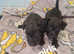 Lakeland terrier pups