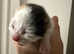 Three beautiful kittens born on the 9th of May