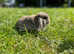 Beautiful mini lop baby